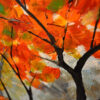 Autumn in the park - Image 4