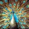 Bronze Peacock - Image 5